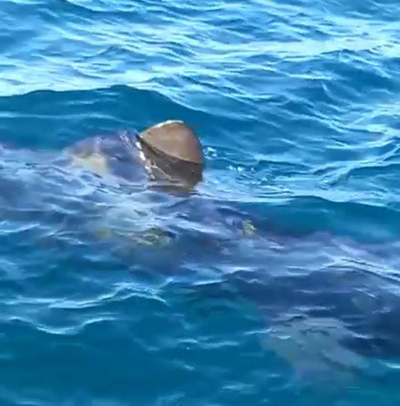 Edremit Körfezinde 10 metrelik köpek balığı paniği - Resim: 1