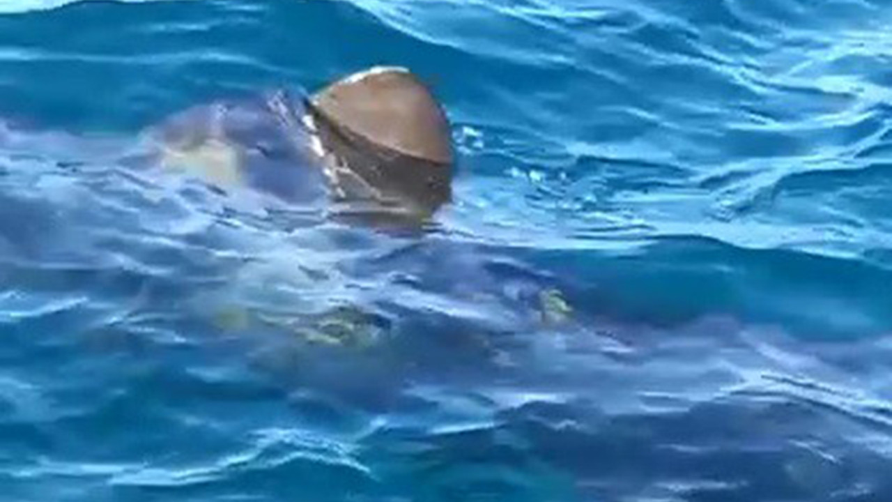 Edremit Körfezinde 10 metrelik köpek balığı paniği