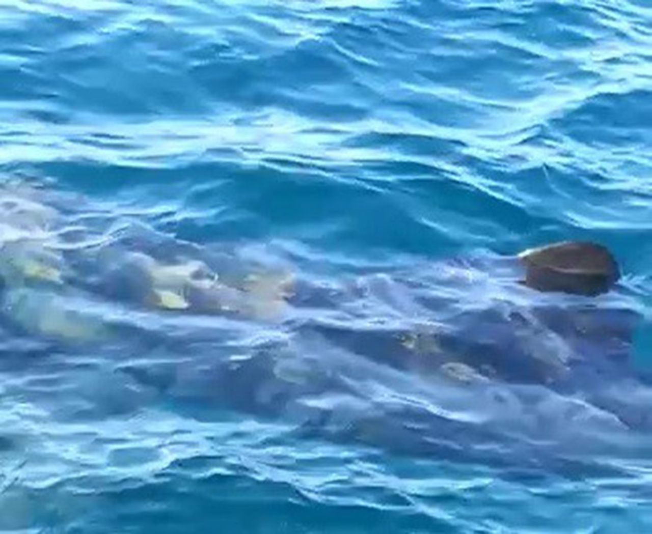 Edremit Körfezinde 10 metrelik köpek balığı paniği - Resim: 2