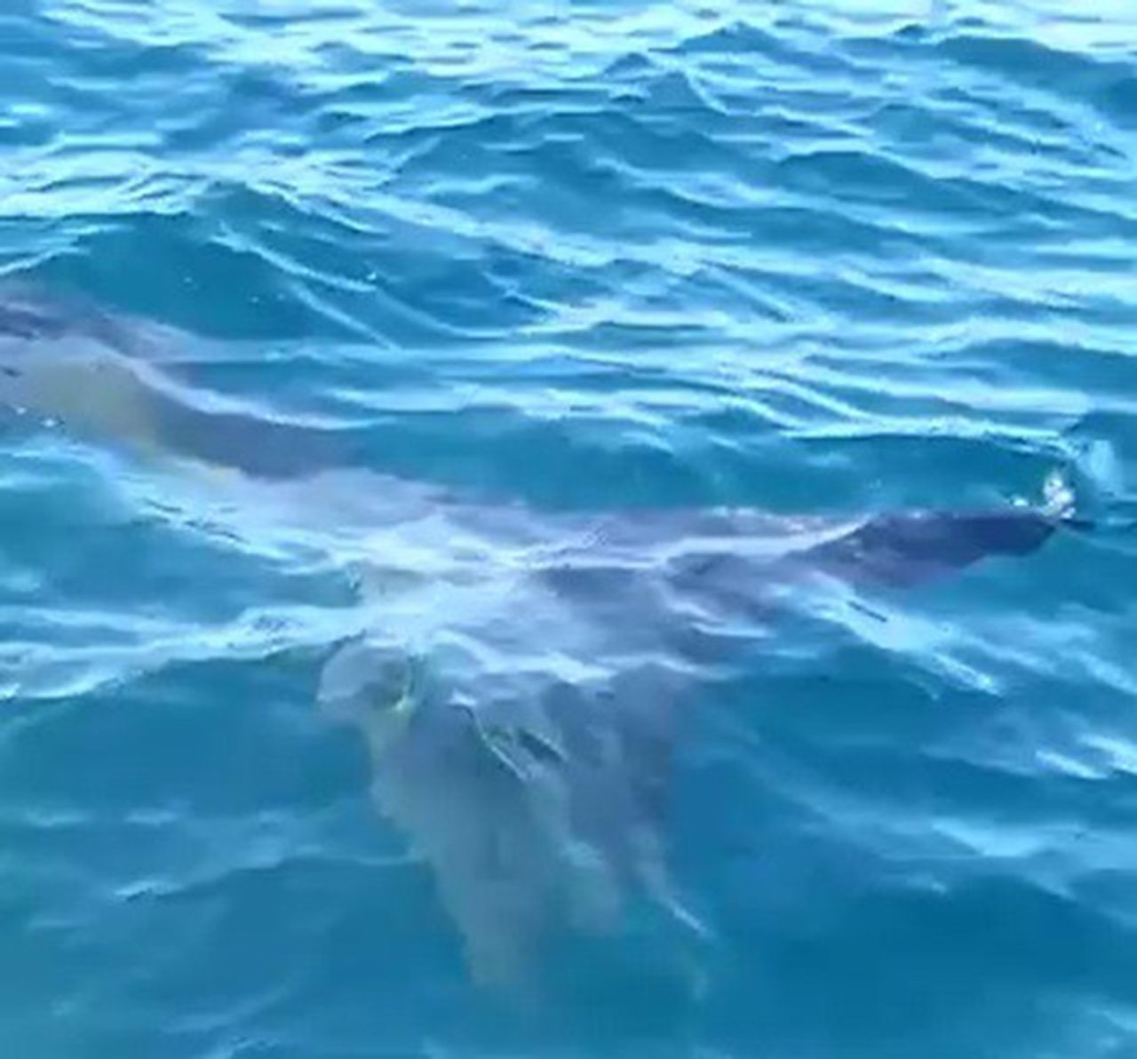 Edremit Körfezinde 10 metrelik köpek balığı paniği - Resim: 4