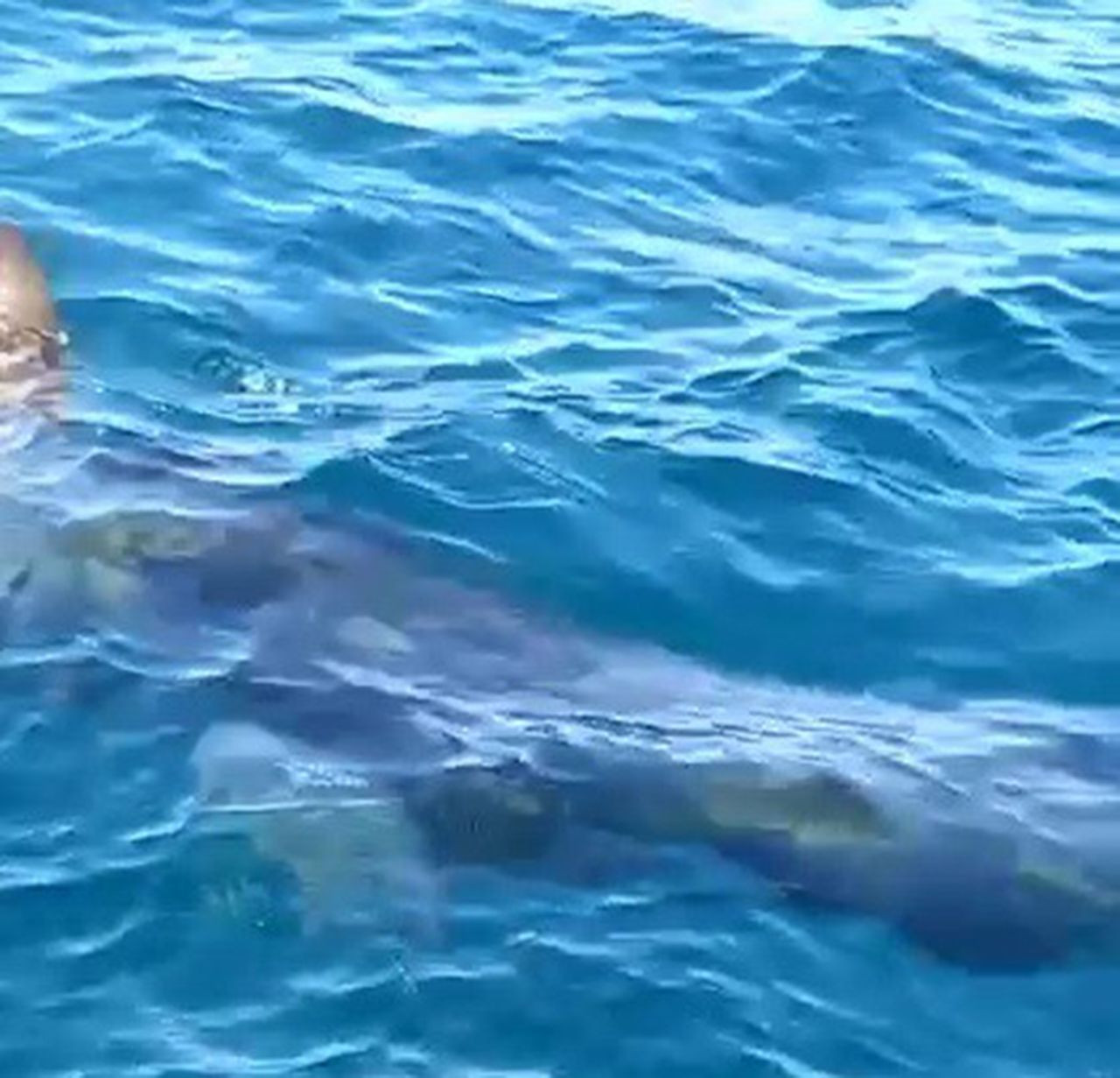 Edremit Körfezinde 10 metrelik köpek balığı paniği - Resim: 5