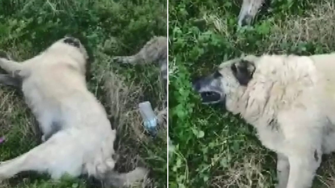 Vicdansızlar 2 köpeği zehirleyip, ölüme terk etti