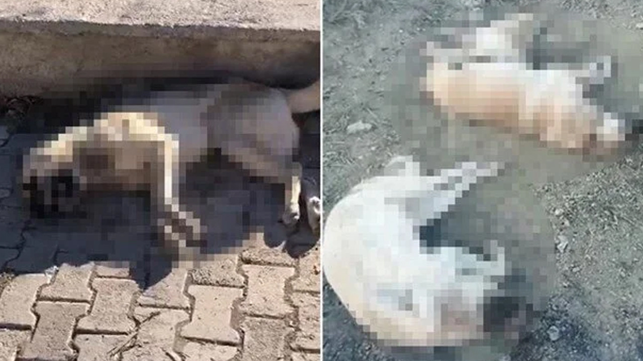 Elazığ’da sahipsiz köpeklerin zehirlendiği iddiası sonrası harekete geçildi