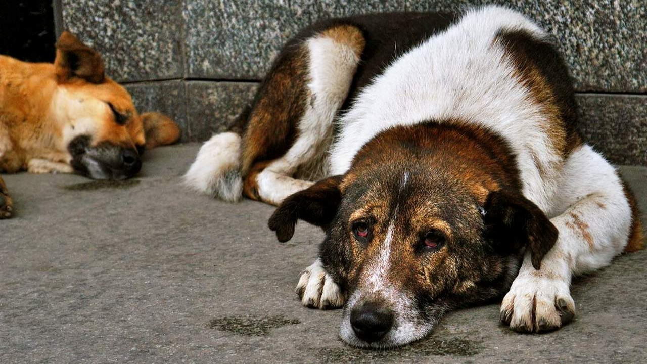 Diyarbakır'da köpek katliamı! Onlarca canlı katlettiler
