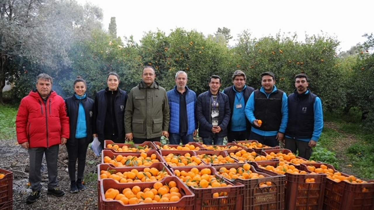 Bodrum Belediyesi mandalina alımına devam ediyor