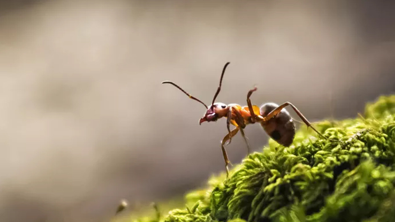 Karıncalar üzerinde çığır açan çalışma: Kanseri koklayarak tespit edebiliyorlar!