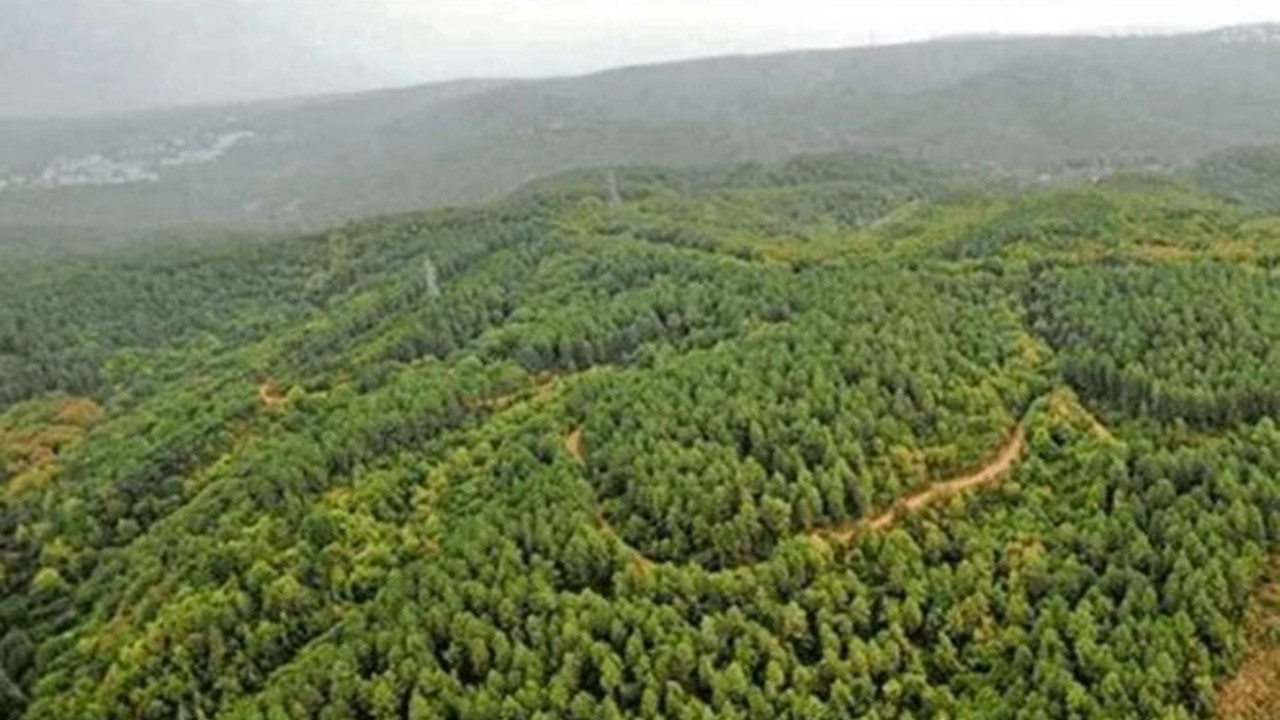 Bodrum'da yine rant iddiası! Ormanlık alan imara açıldı