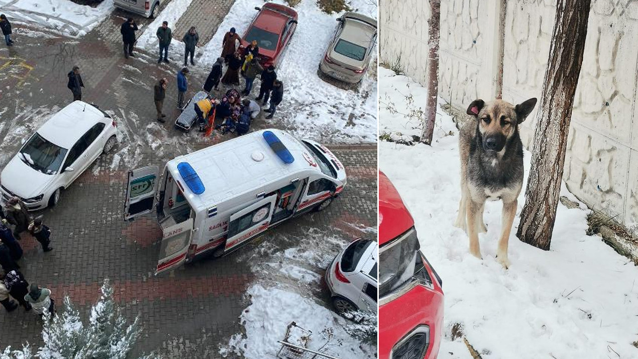 Sokak köpeği 9 yaşındaki çocuğu parçaladı