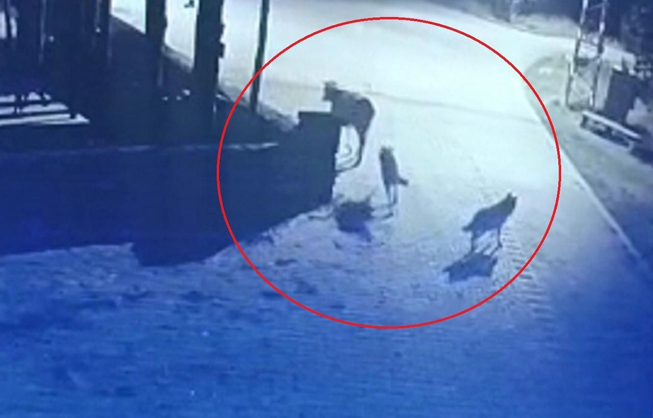 İnek, aç kalan kurtlara yem oldu - Resim: 1
