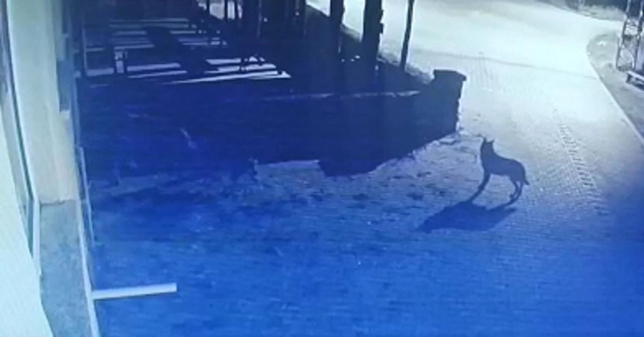 İnek, aç kalan kurtlara yem oldu - Resim: 2