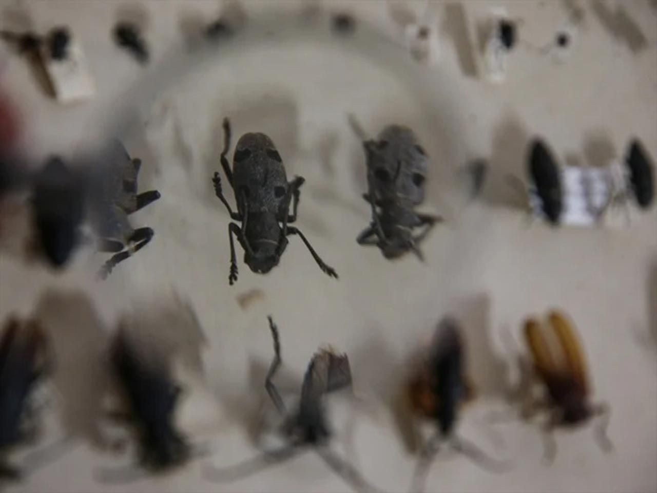 ''Faydalı böcekler'' biyolojik mücadelenin askerleri rolünde - Resim: 4