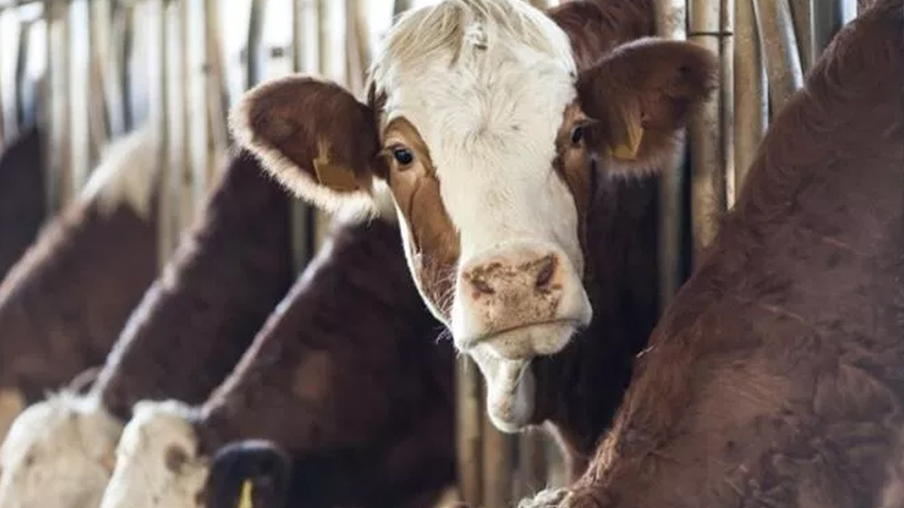 Yılda 18 ton süt veriyor: ''Süper inekler'' klonlandı