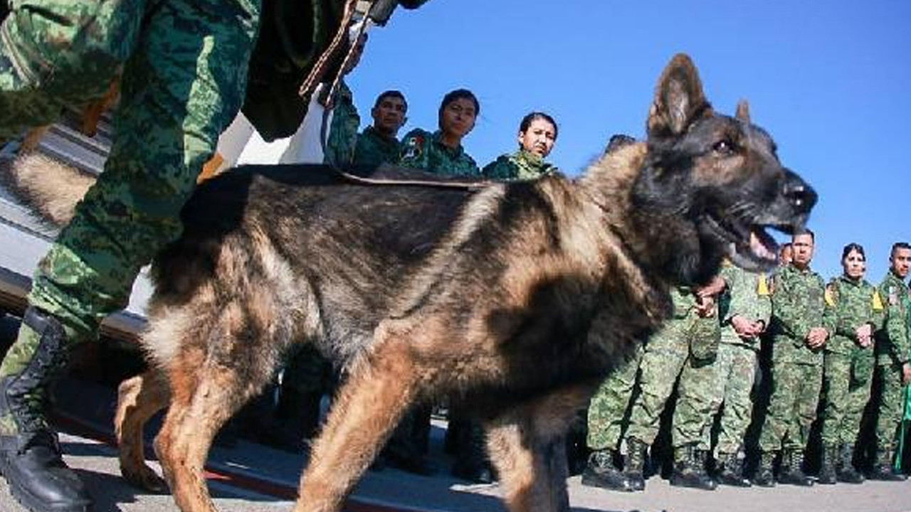 Meksika'dan gelen kurtarma köpeği hayatını kaybetti