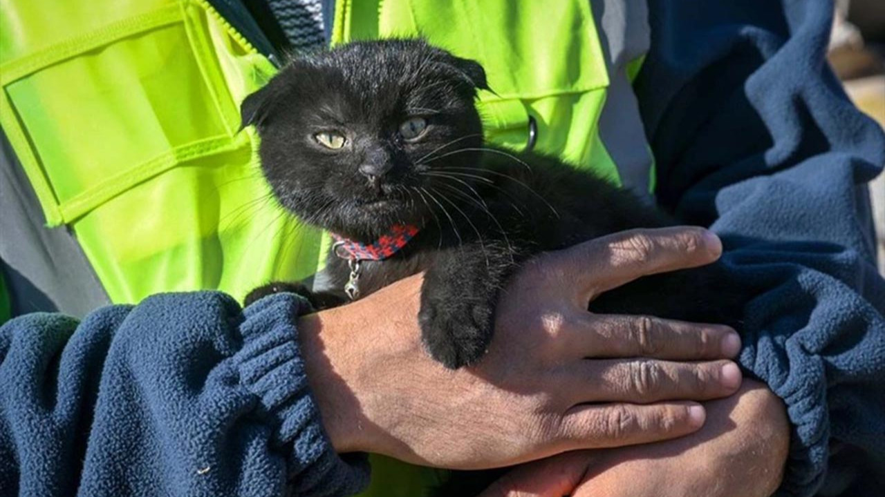Depremden 178 saat sonra kurtarıldı: O kediye ''umut'' adını verdiler