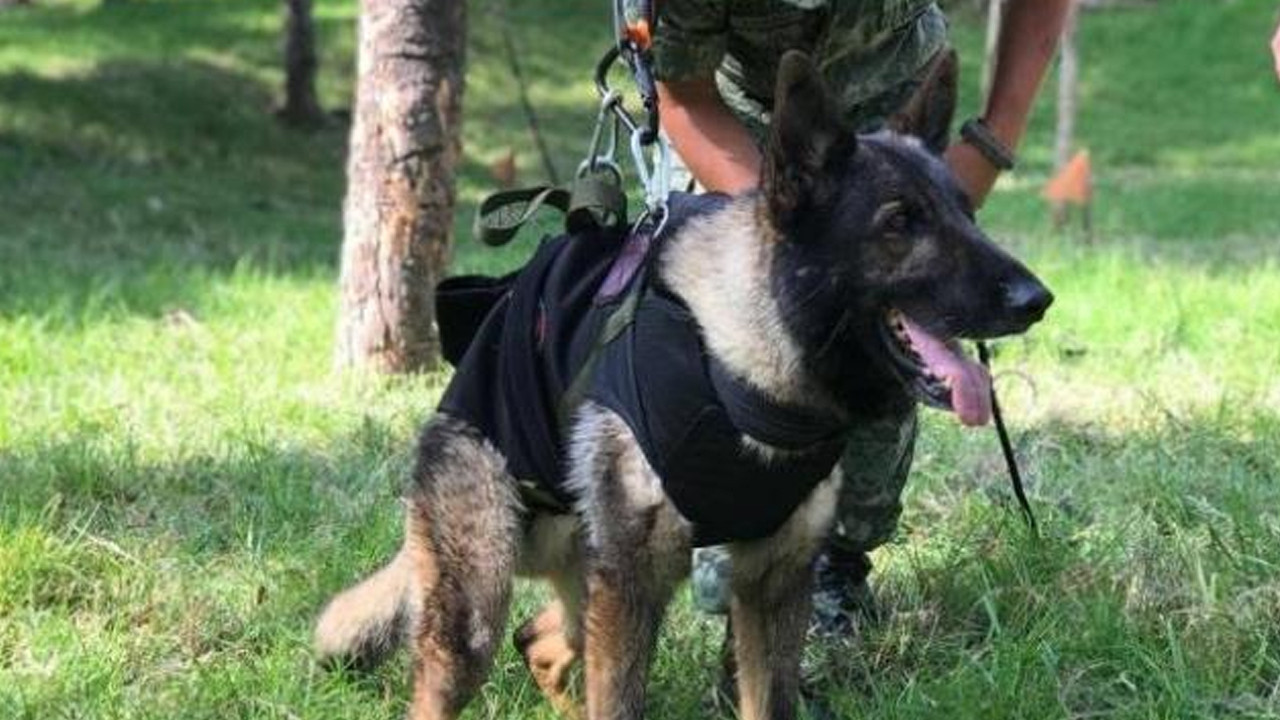 Türkiye onu konuşmuştu... Kurtarma köpeği Proteo'nun ölüm nedeni belli oldu