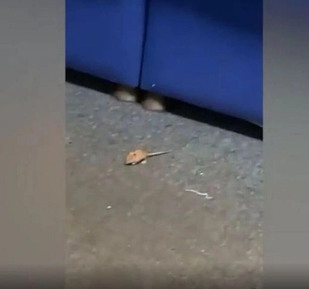 Fırtına sonrası fare istilası... Akın akın geliyorlar - Resim: 4