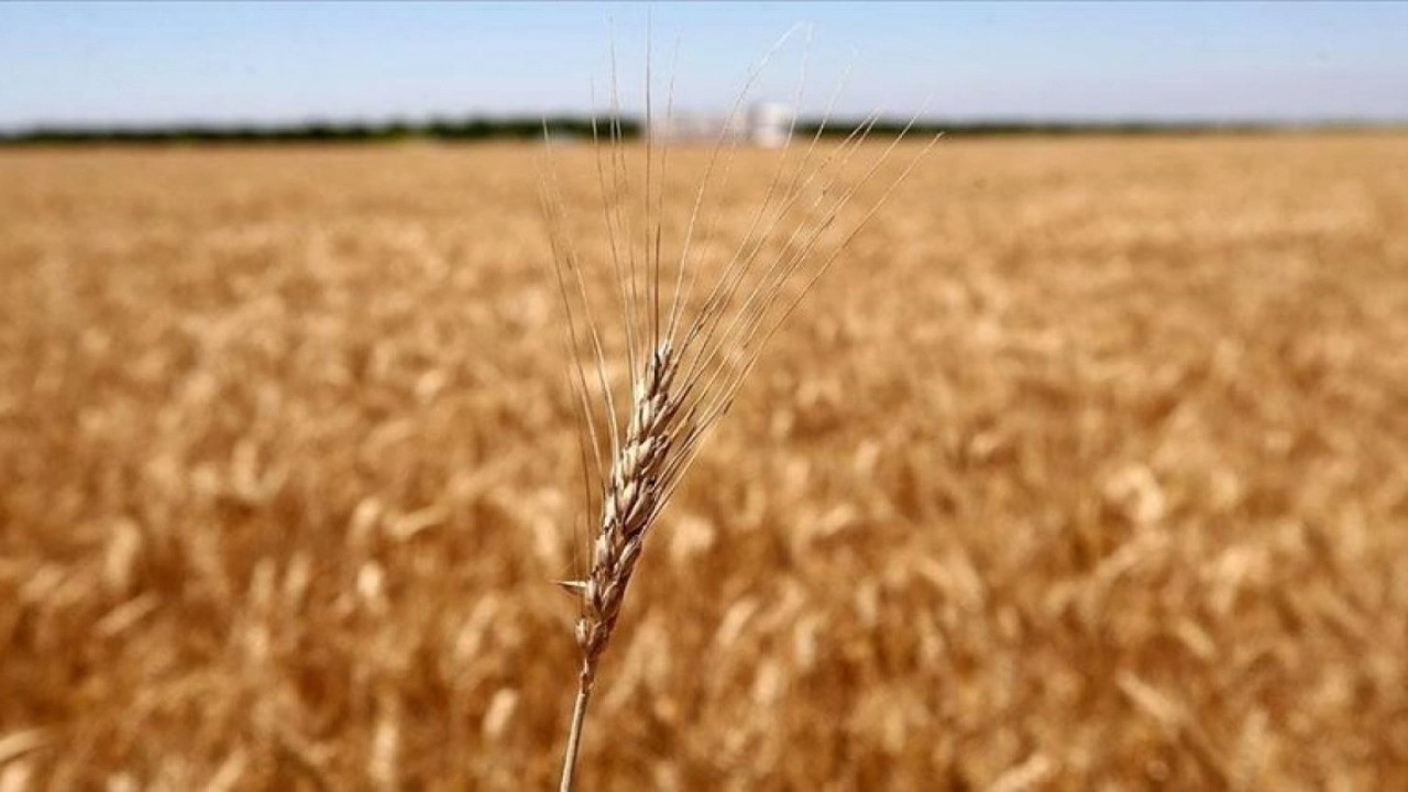 Türkiye yine buğday ithal etti
