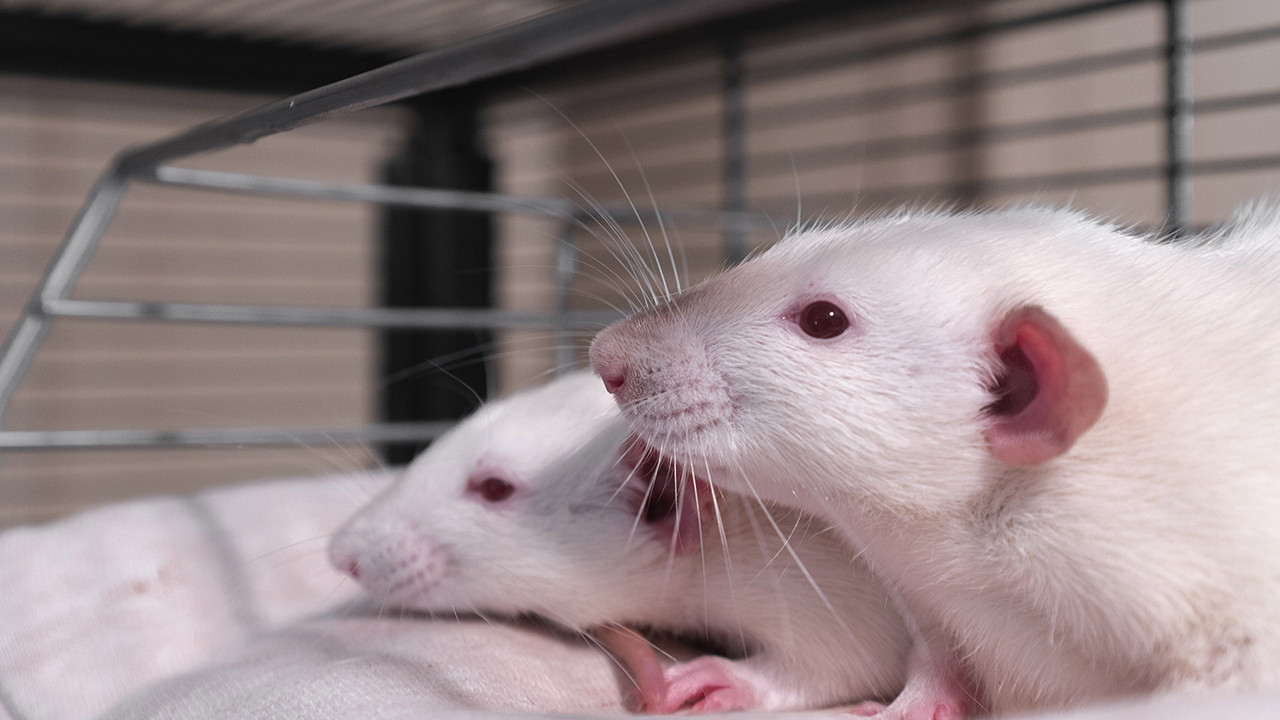 Bilim insanları bunu da başardı: İki erkek fareden yavru üretildi