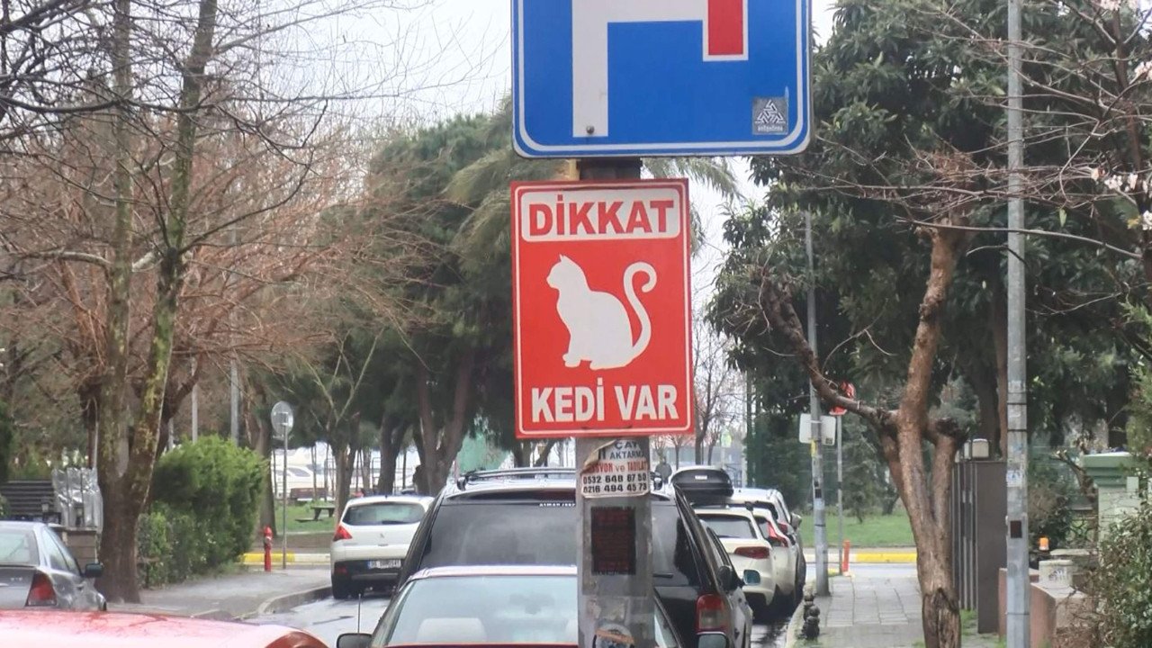 İstanbul'da kedi katliamı: Sokaktakiler öldü, evdekiler kayboldu