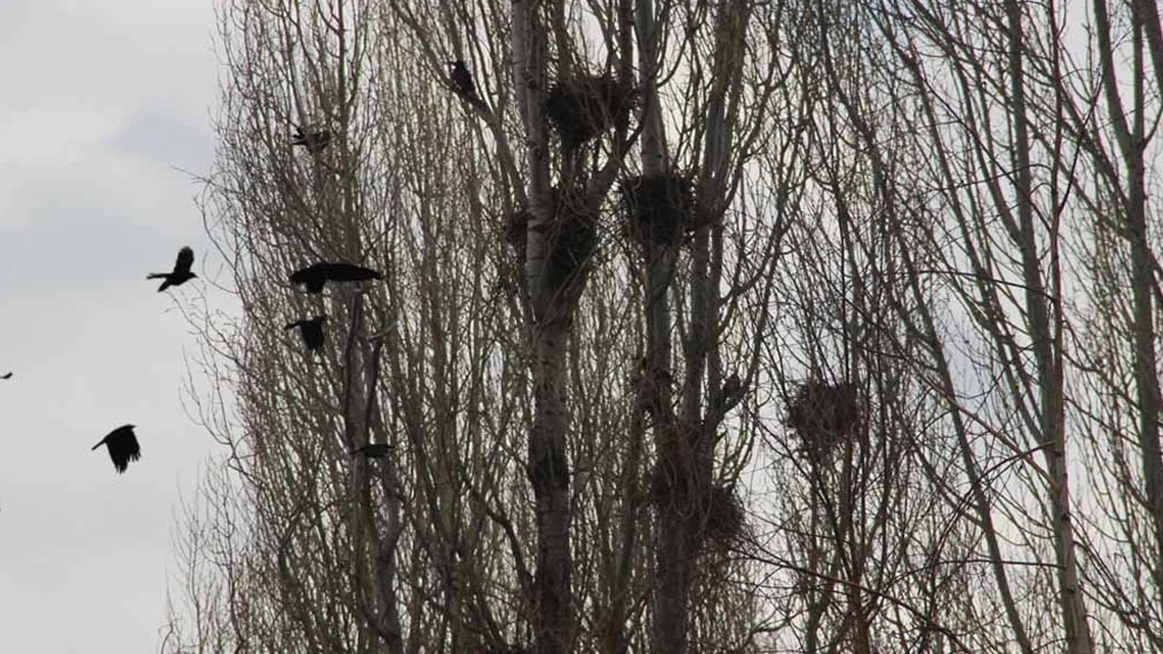 Erzurum'da karga istilası: Tarlalara dadandılar