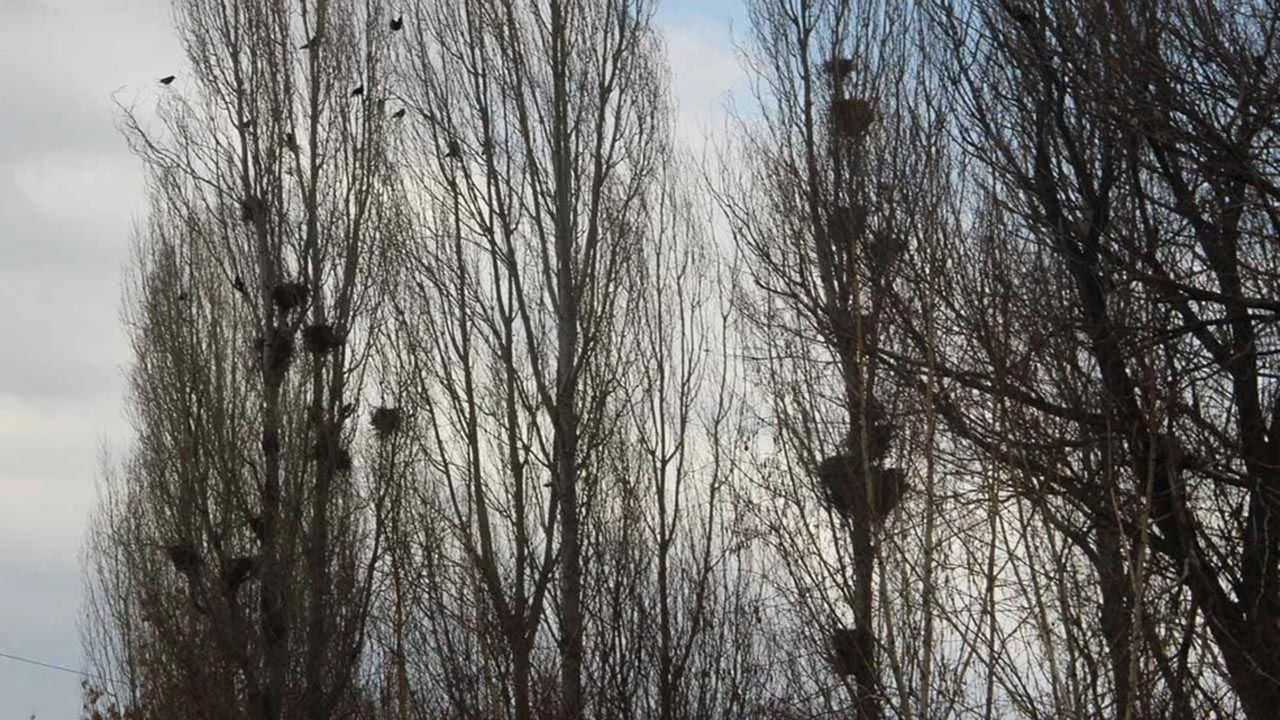 Erzurum'da karga istilası: Tarlalara dadandılar - Resim: 2