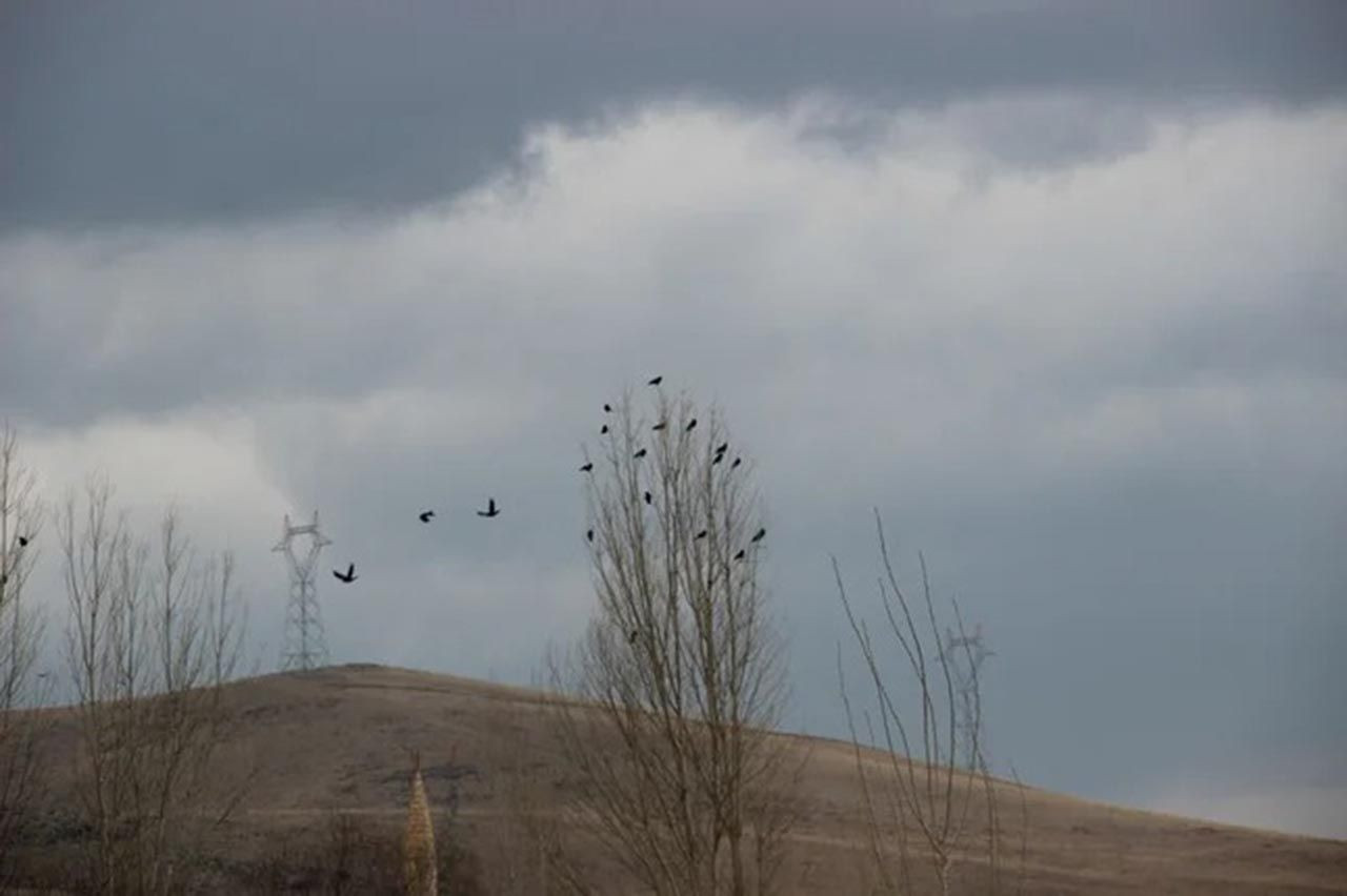 Erzurum'da karga istilası: Tarlalara dadandılar - Resim: 4