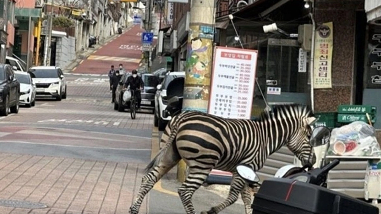 İlginç anlar: Hayvanat bahçesinden kaçan zebra şehre indi