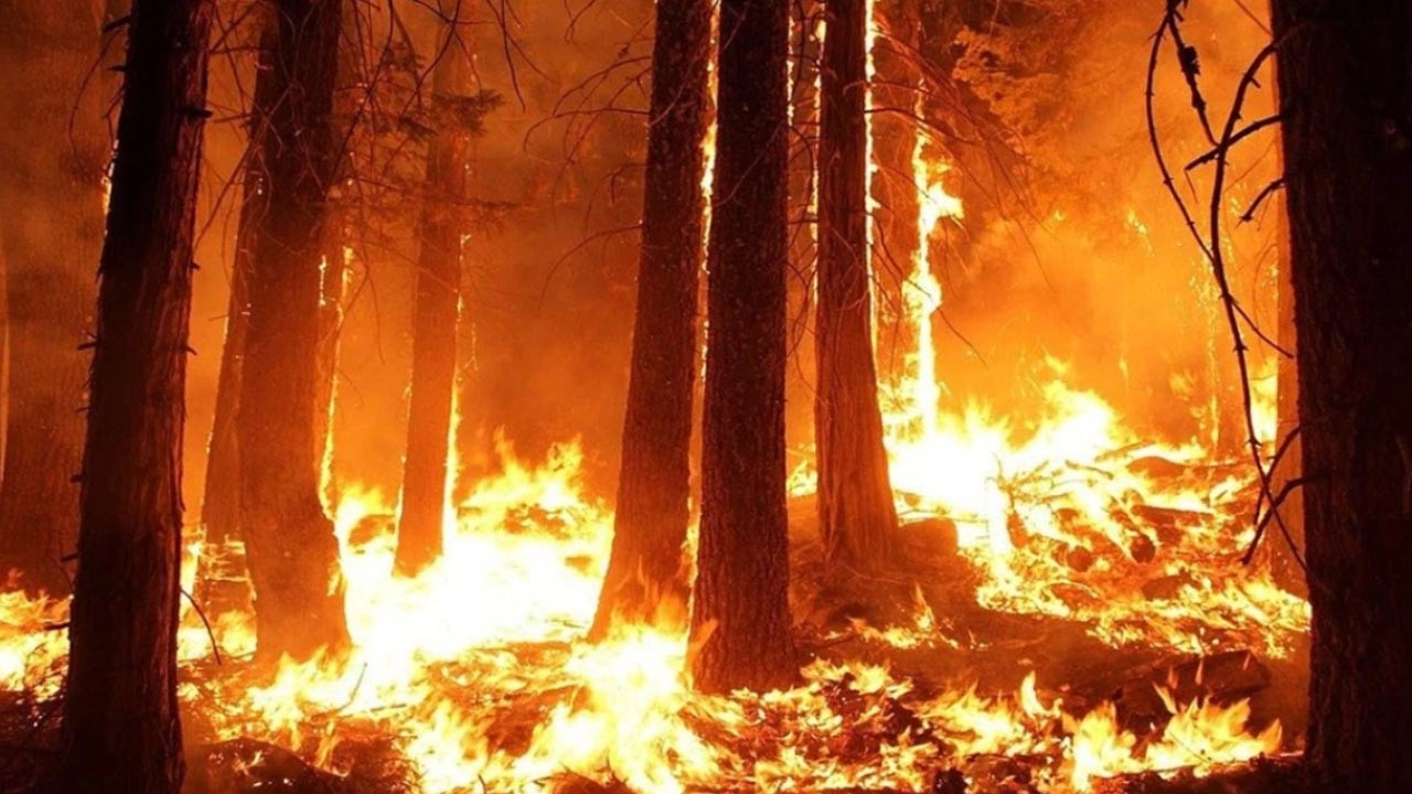 Yunanistan'da 3 milyon dönüm arazi yangınlarda zarar gördü