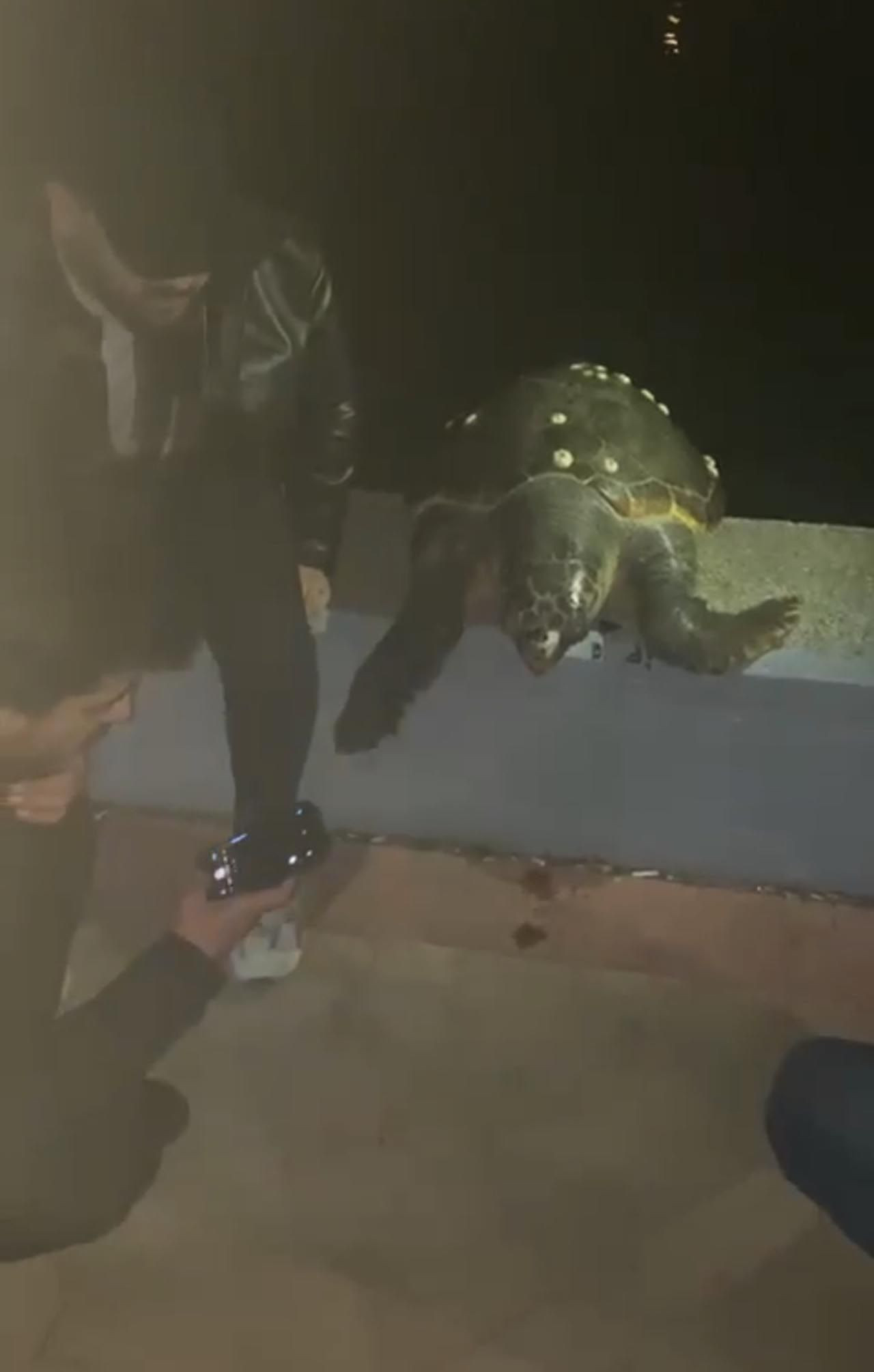 Sahilde sürpriz misafir! Fotoğraf çektirip denize bıraktılar - Resim: 1