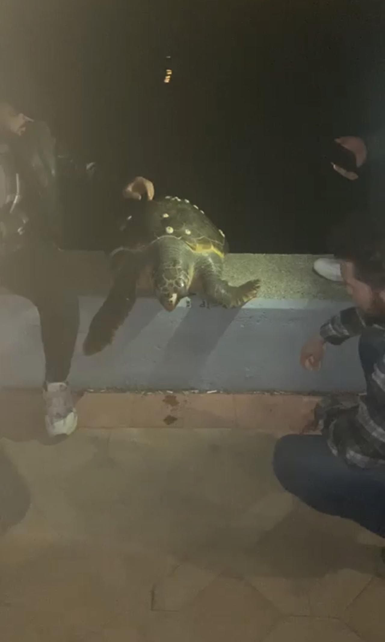 Sahilde sürpriz misafir! Fotoğraf çektirip denize bıraktılar - Resim: 3