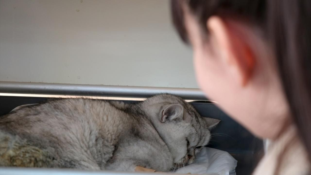 Enkaz altında kalan kediye tam 49 gün sonra ulaşıldı - Resim: 1
