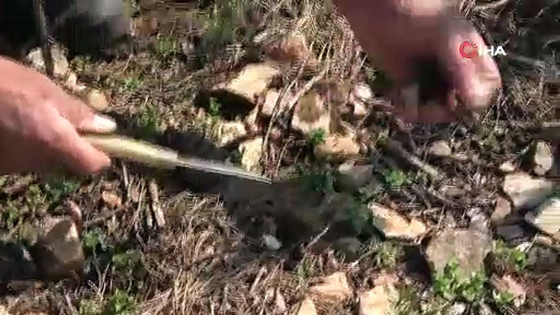 Ormanda yetişiyor, fiyatı altınla yarışıyor! Köylüler her yerde onu arıyor