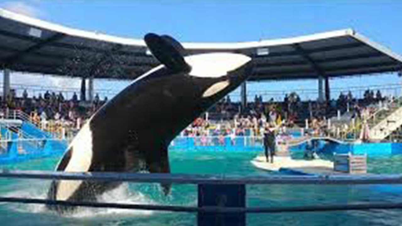 Katil balina Lolita'nın 56 yıllık esareti bitiyor