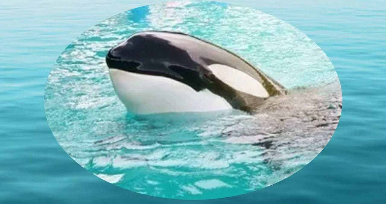 Katil balina Lolita'nın 56 yıllık esareti bitiyor - Resim: 1