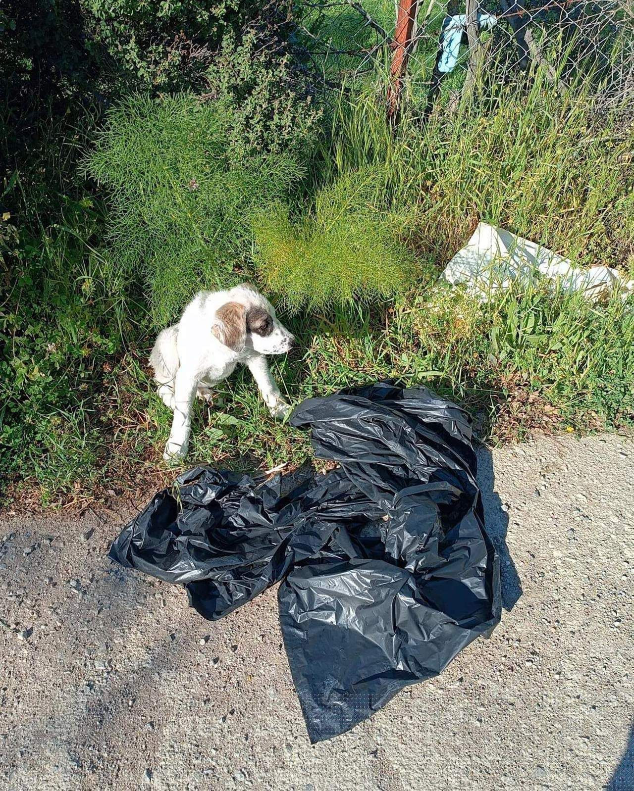 Çöp poşetine konulup ölüme terk edilen yavru köpek kurtarıldı - Resim: 2