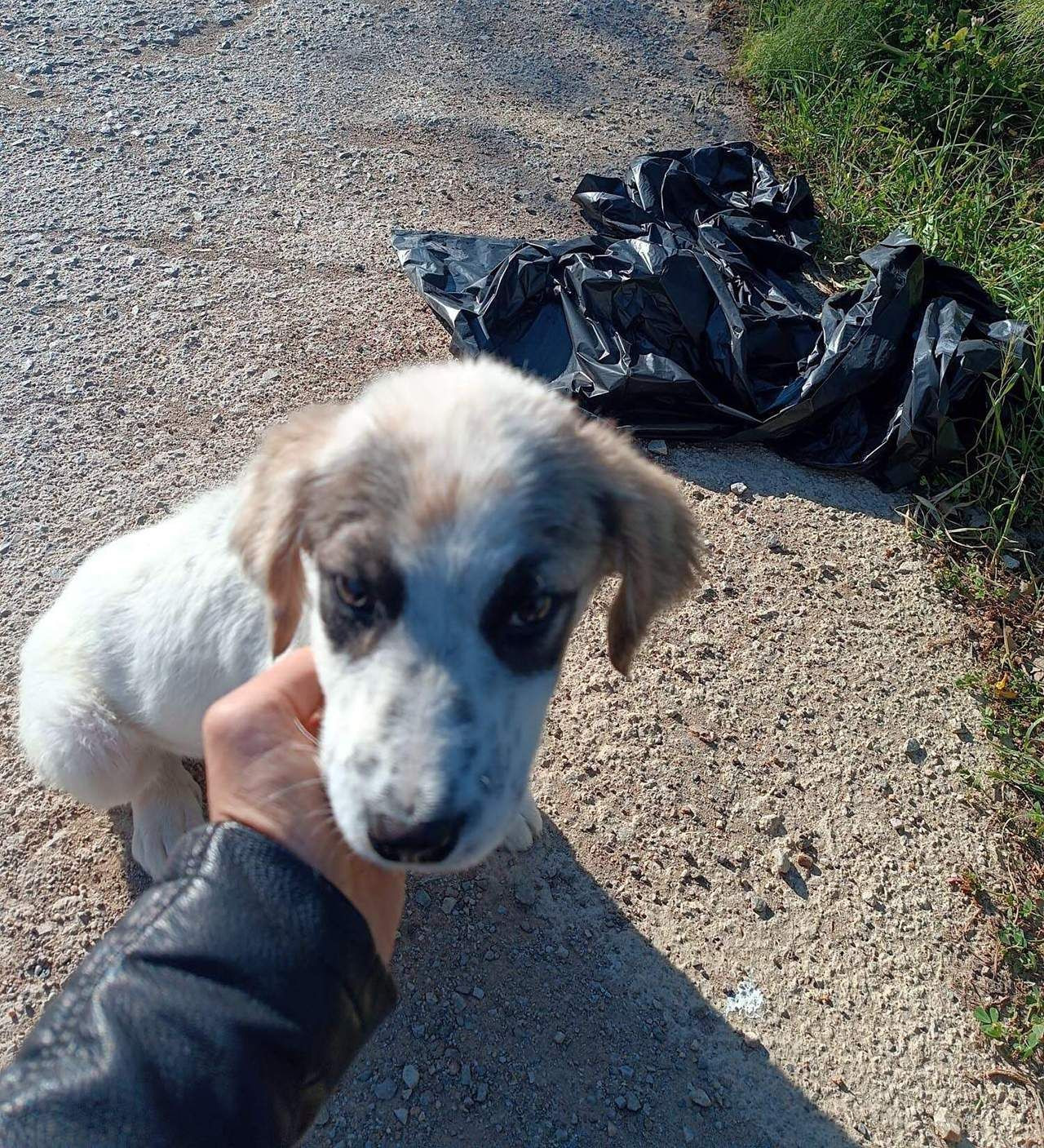 Çöp poşetine konulup ölüme terk edilen yavru köpek kurtarıldı - Resim: 1
