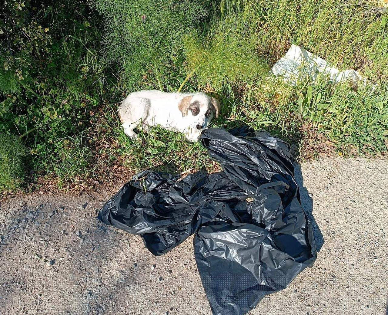 Çöp poşetine konulup ölüme terk edilen yavru köpek kurtarıldı - Resim: 4