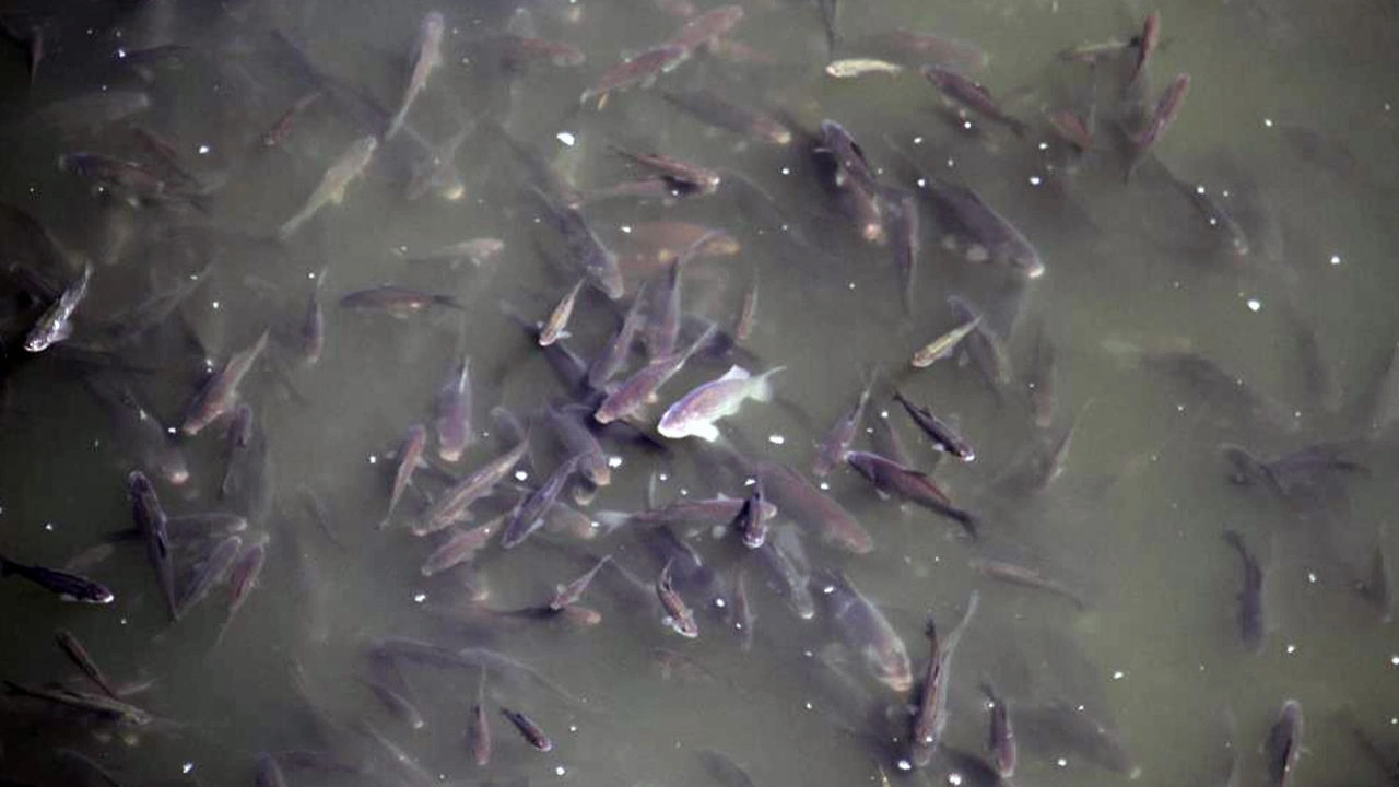 Beyşehir gölünde hareketlilik: 10 binlerce yavru balık...