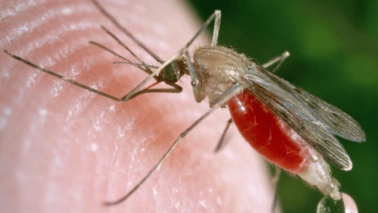 Bir ısırığı ölüme yol açıyor… Hastalık taşıyan sivrisinekler tehlike saçıyor
