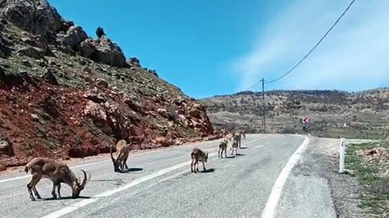 Tunceli'de yola inen yaban keçileri kamerada