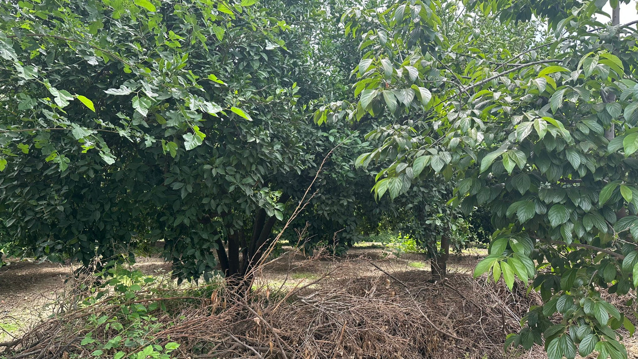 Adana'da dehşet! Boğazı kesilmiş erkek cesedi bulundu