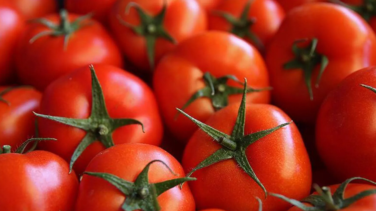 Rusya Tarım Bakanlığı'ndan kararname taslağı: Türk domatesinde kota 500 bin tona çıkıyor