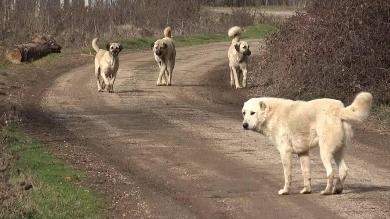 Başıboş köpeklerin saldırısına uğrayan genç yaralandı