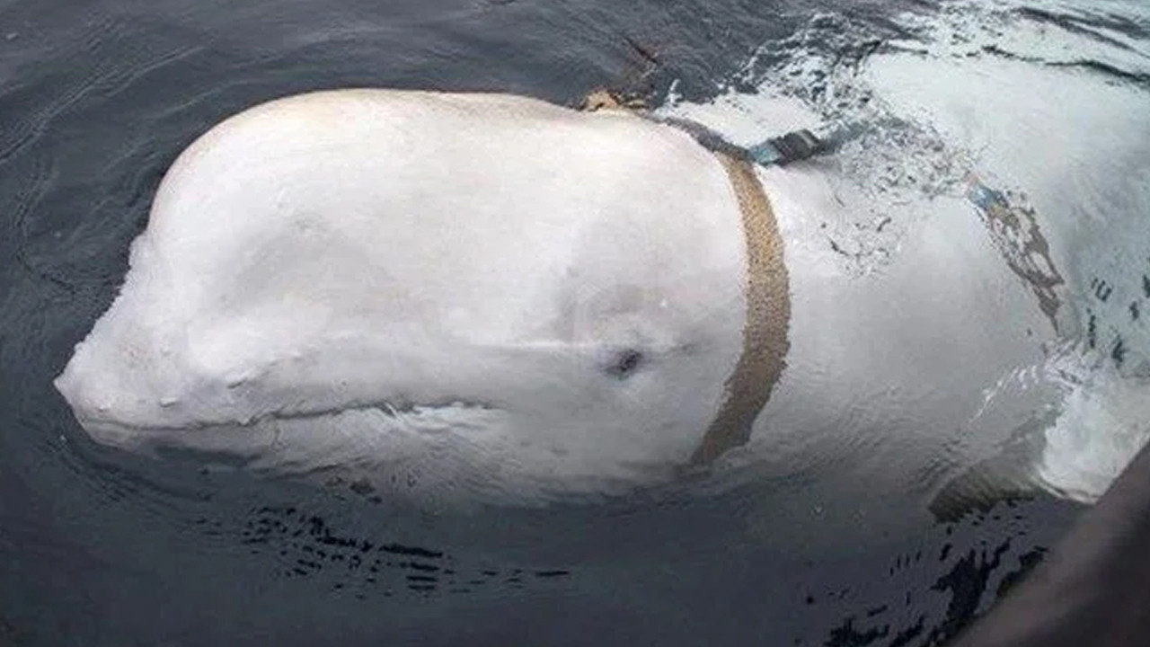 Rusların casus balinası yeniden ortaya çıktı
