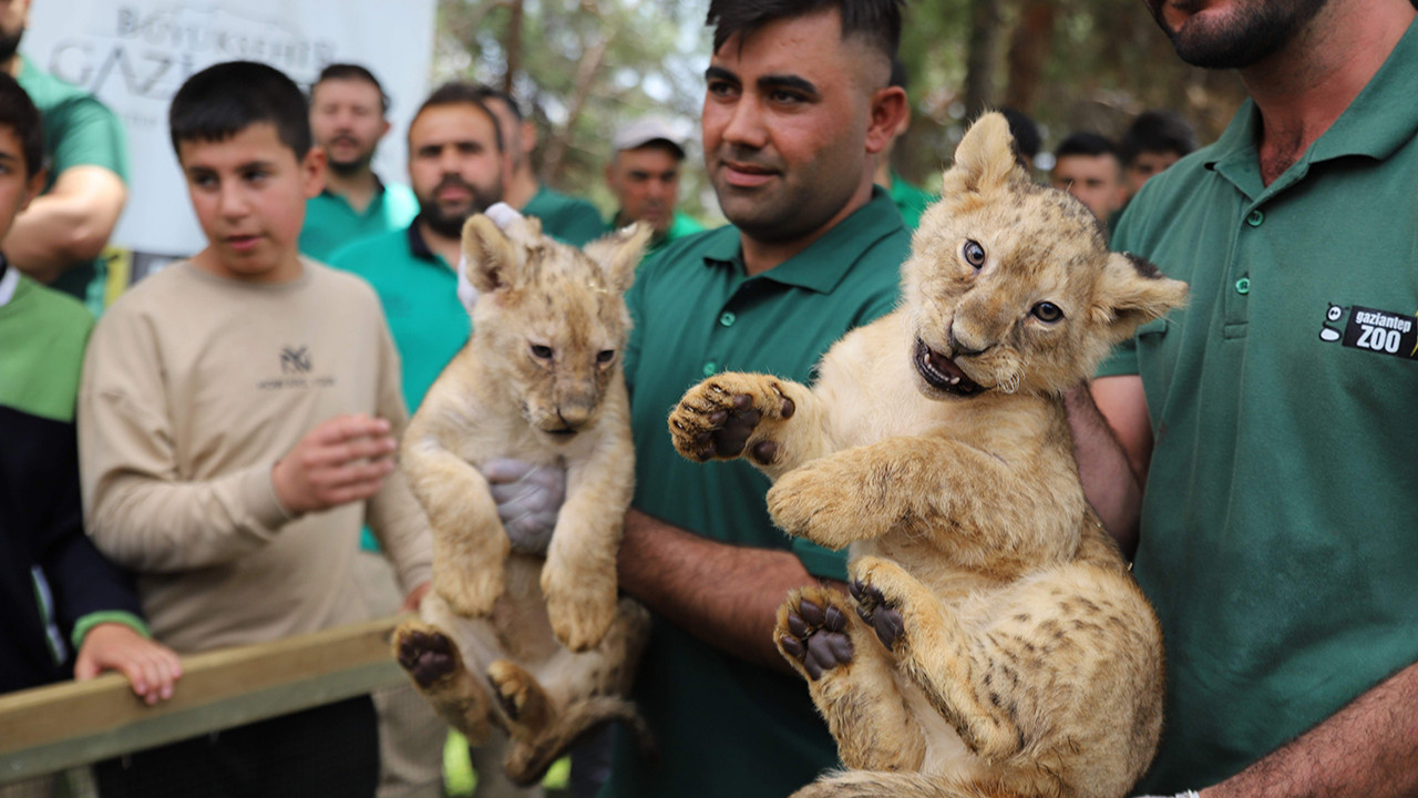 Erdoğan aslan dedesi oldu... 4 minik aslan yavrusu kameralar karşısında