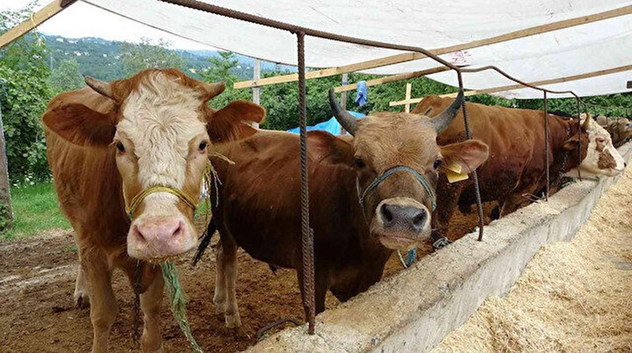 Büyükbaş ve küçükbaş kurbanlık fiyatlarına büyük zam - Resim: 12