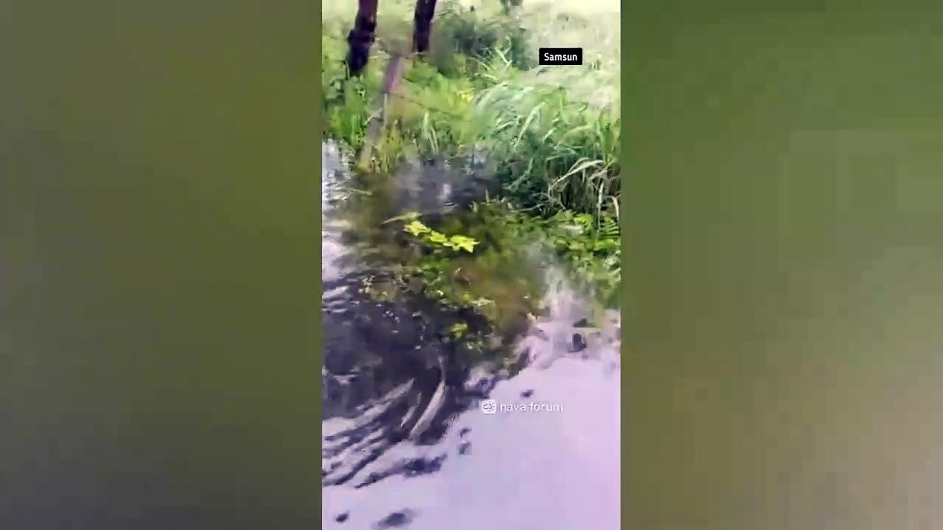 Sel felaketinde akılalmaz görüntüler! Sokakları balıklar bastı