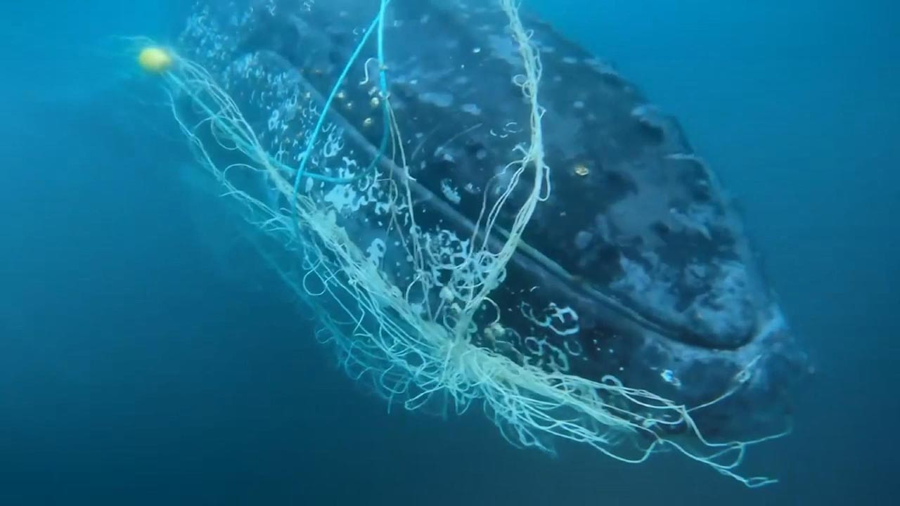 Ağlara takılan dev balinayı kurtarma operasyonu kamerada