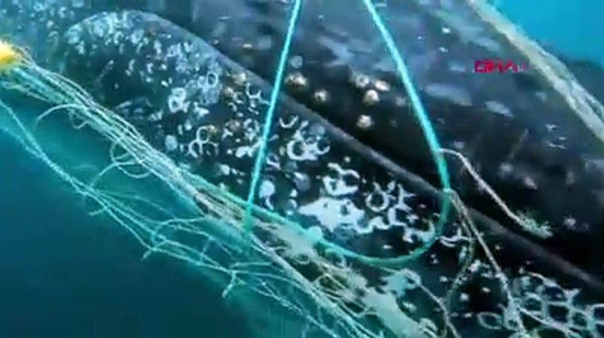 Ağlara takılan dev balinayı kurtarma operasyonu kamerada