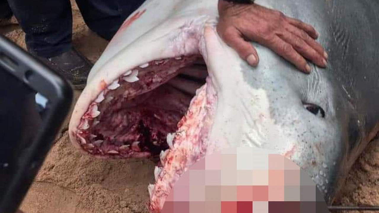 Turizm cennetinde dehşet! Köpekbalığı Rus turisti öldürdü